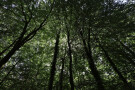 Trees, Mamhead, Devon